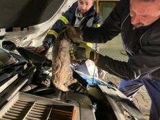 ARAÇ MOTORUNDA MAHSUR KALAN KEDİ İTFAİYE TARAFINDAN KURTARILDI