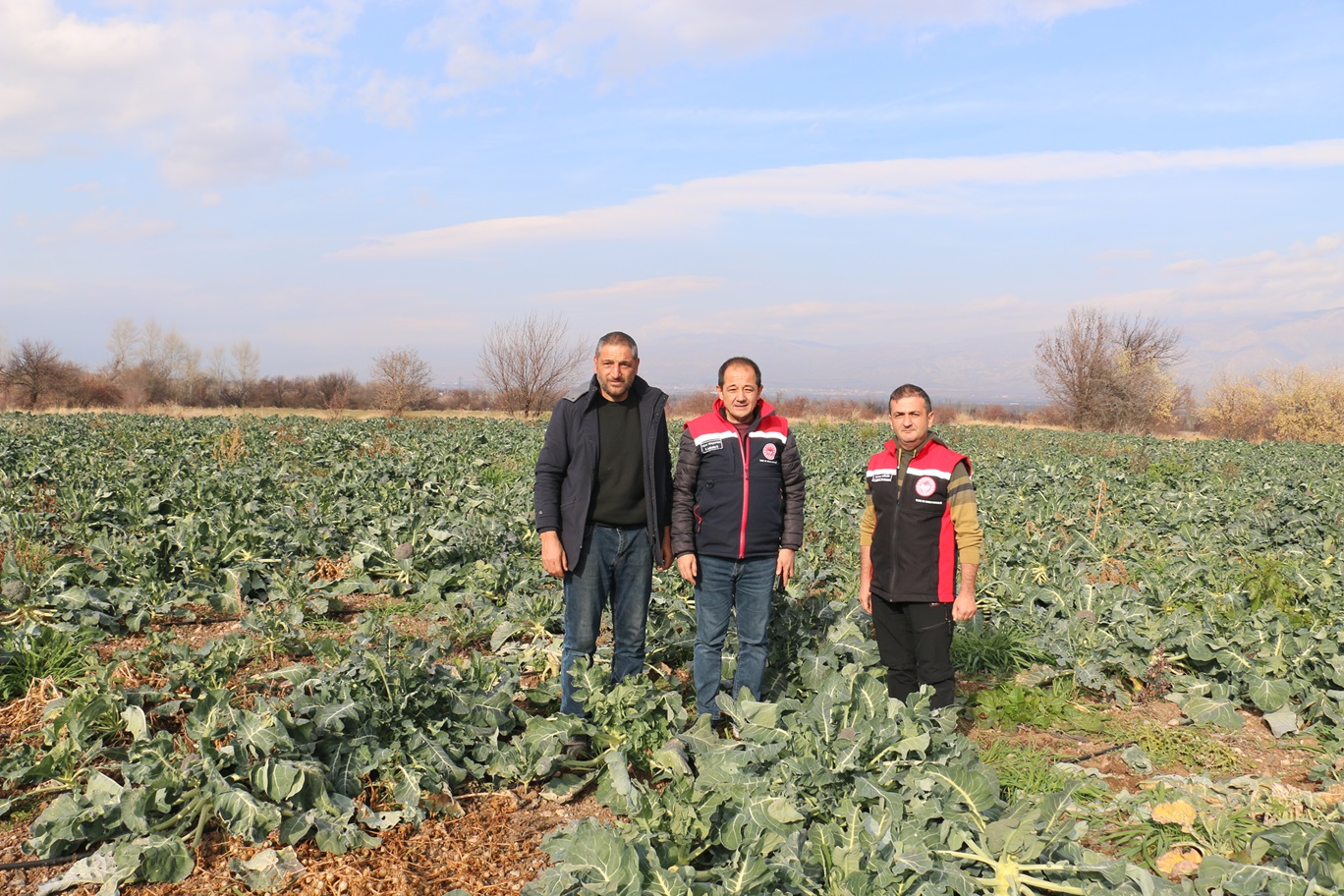 ERZİNCAN’DA ARALIK AYINDA KIŞLIK SEBZE HASADI SÜRÜYOR