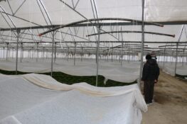 Erzincan’da Kar Altında Seralarda Üretim Sürüyor