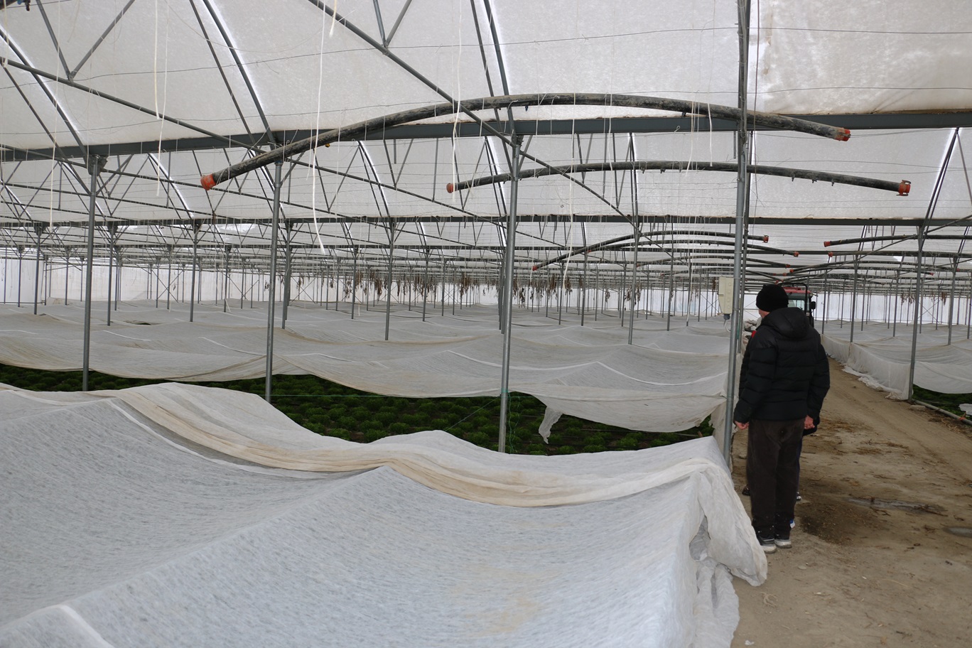 Erzincan’da Kar Altında Seralarda Üretim Sürüyor