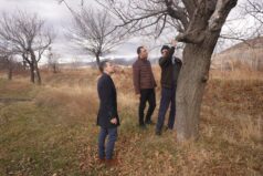 ÜZÜMLÜ’DE KAYISI BAHÇESİNDE YERİNDE İNCELEME