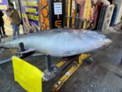 365 Kiloluk Atlantik Ton Balığı Erzincan’da Tezgâha Çıktı