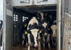 Erzincan Damızlık Sığır Yetiştiricileri Birliği’nden Yetiştiricilere Büyük Destek