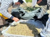 Erzincan’da %70 Hibeli Anahtar Teslim Dut Bahçeleri Kurulacak