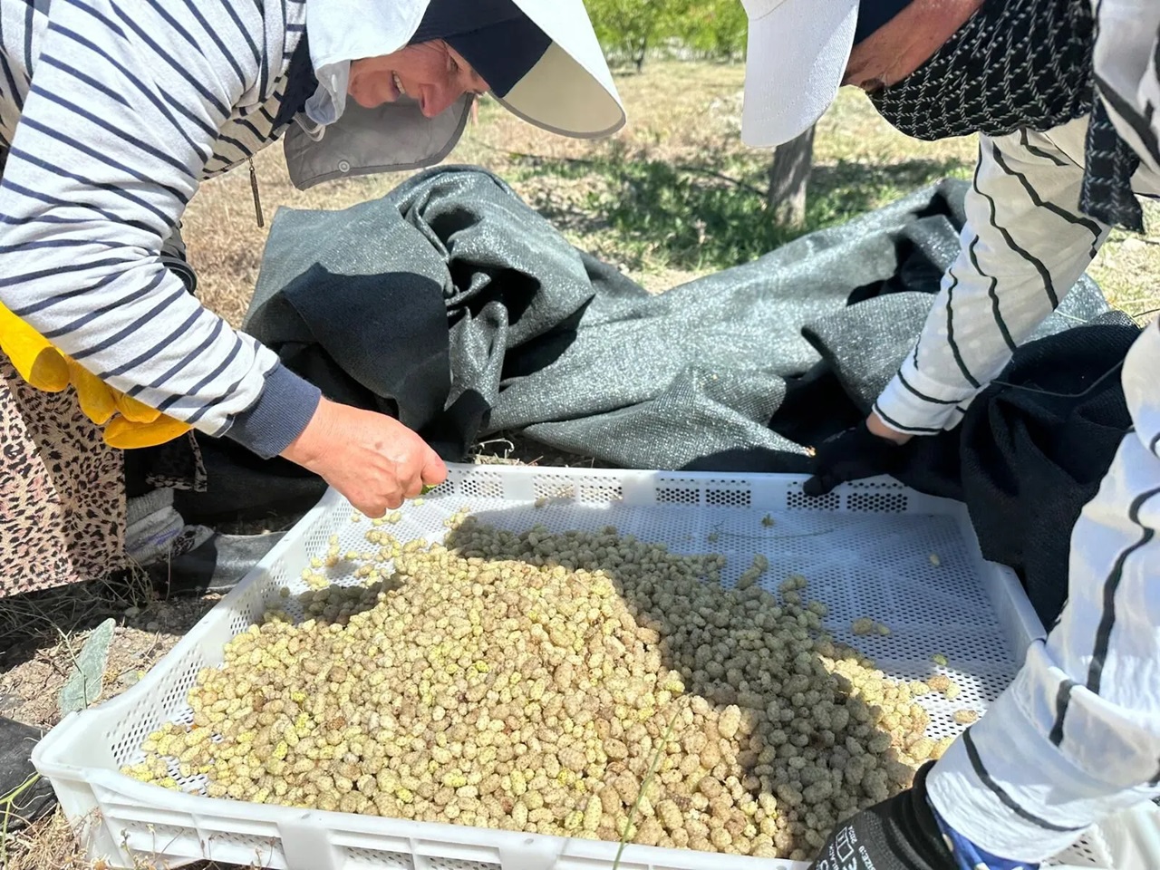 Erzincan’da %70 Hibeli Anahtar Teslim Dut Bahçeleri Kurulacak