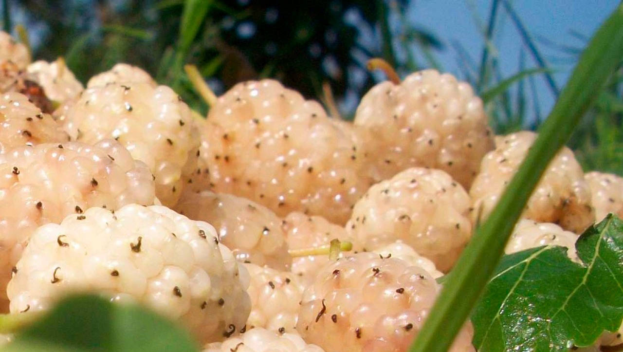 Erzincan’da Kapama Dut Bahçesi İçin %50 Hibe Desteği