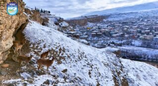 Kışın Ortasında Doğanın Sıcak Yüzü: Kemah’ta Dağ Keçileri Görüntülendi