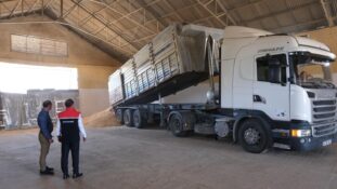 TMO Erzincan’dan Hayvan Üreticilerine Arpa Desteği