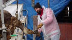 Damızlık Sığır Yetiştiricileri Birliğinden Kemah’ta Tırnak Bakımı Hizmeti