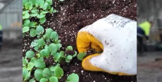 Erzincan’da Çiçeklendirme Seferberliği: Seralarda Yetiştirilen Çiçekler Toprakla Buluşuyor