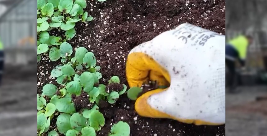 Erzincan’da Çiçeklendirme Seferberliği: Seralarda Yetiştirilen Çiçekler Toprakla Buluşuyor