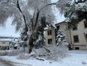 Erzincan’da Kar Ağaçları Devirdi: Kent Merkezinde Tehlike Oluşturan Görüntüler