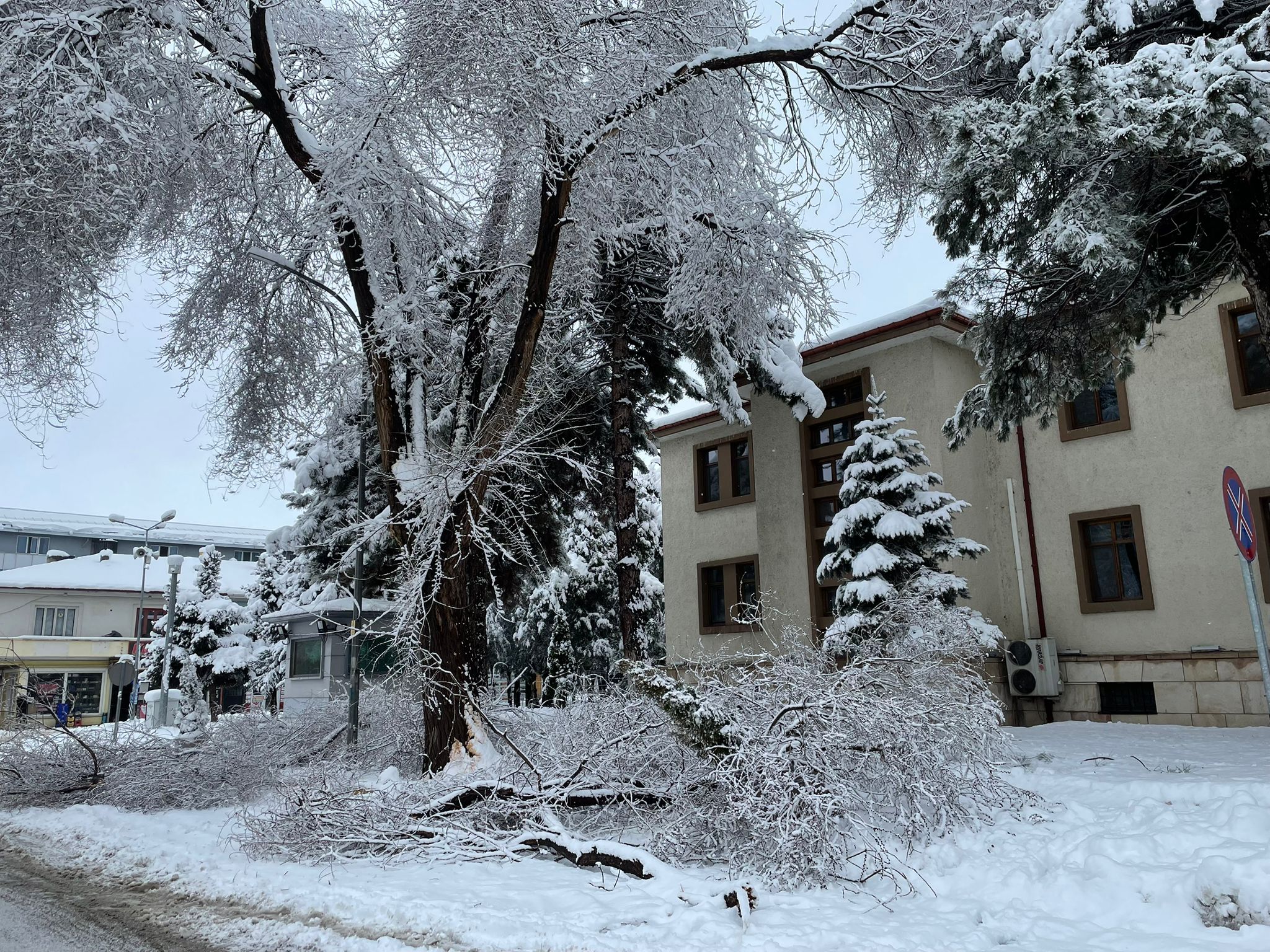 Erzincan’da Kar Ağaçları Devirdi: Kent Merkezinde Tehlike Oluşturan Görüntüler