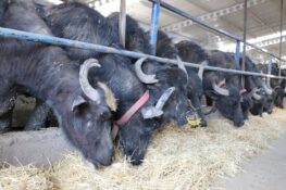 Erzincan’da Yem Bitkileri Üretiminde Rekor Artış