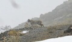 Kemaliye’de Yaban Hayatı Objektiflere Yansıdı: Vaşak ve Kızıl Akbaba Doğal Alanlarında Görüntülendi