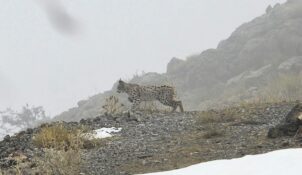 Kemaliye’de Yaban Hayatı Objektiflere Yansıdı: Vaşak ve Kızıl Akbaba Doğal Alanlarında Görüntülendi