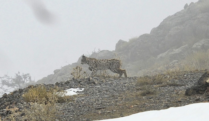 Kemaliye’de Yaban Hayatı Objektiflere Yansıdı: Vaşak ve Kızıl Akbaba Doğal Alanlarında Görüntülendi