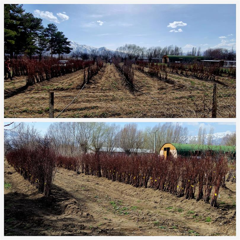 Erzincan’da Meyve Fidanı Satışı 30 Mart’ta Yapılacak
