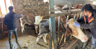 Kemaliye’de Şap Hastalığına Karşı Sero-Surveyans Çalışması Yapıldı