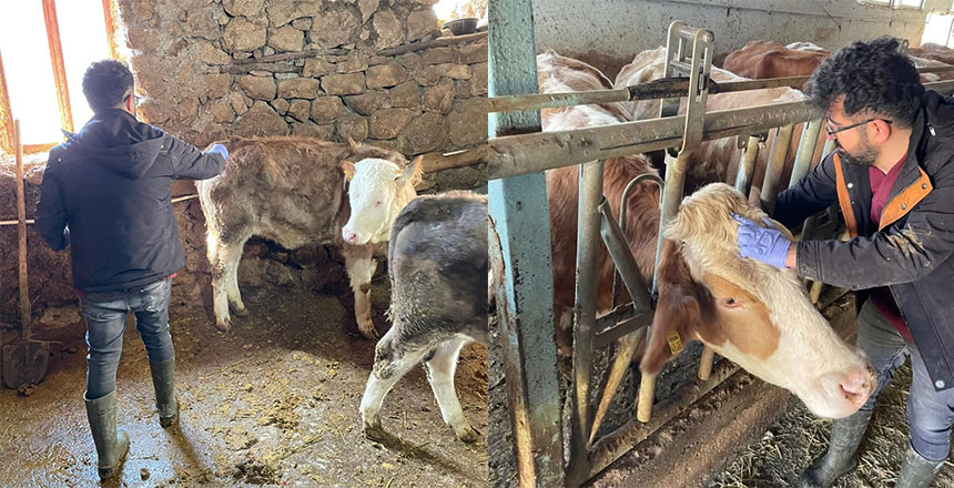 Kemaliye’de Şap Hastalığına Karşı Sero-Surveyans Çalışması Yapıldı