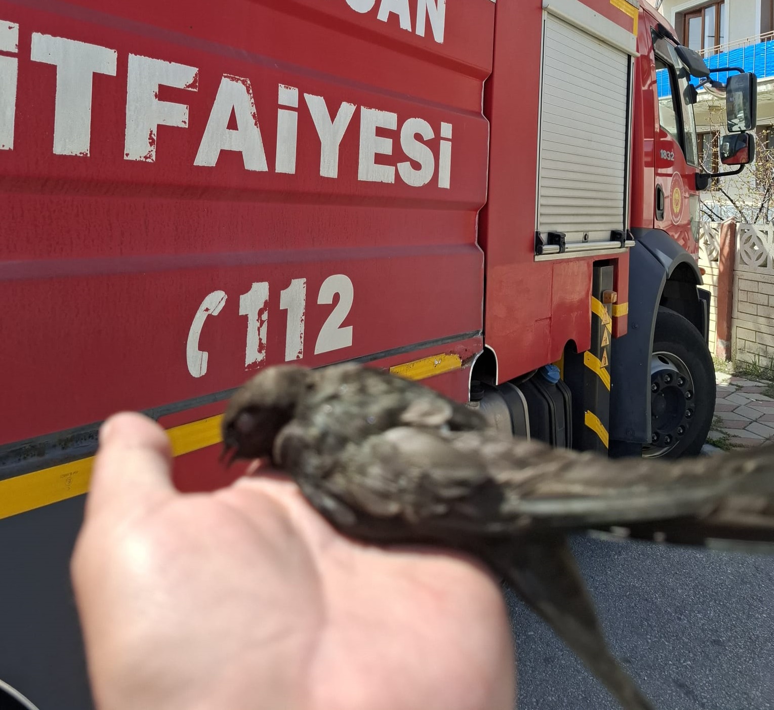 Çatıya Takılan Kuşu İtfaiye Kurtardı
