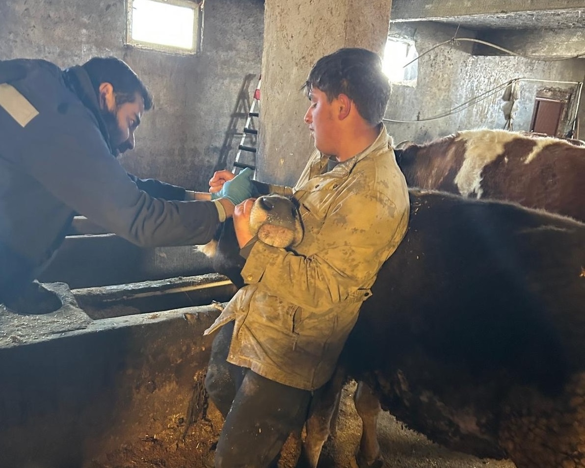 Çayırlı’da Hayvan Sağlığı Seferberliği: Aşılama Çalışmaları Aralıksız Sürüyor