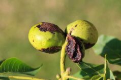 Ceviz Üreticilerine Antraknoz Uyarısı