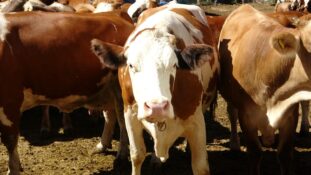 Damızlıkta Verim Hamlesi: Erzincan’da Köy Köy Suni Tohumlama