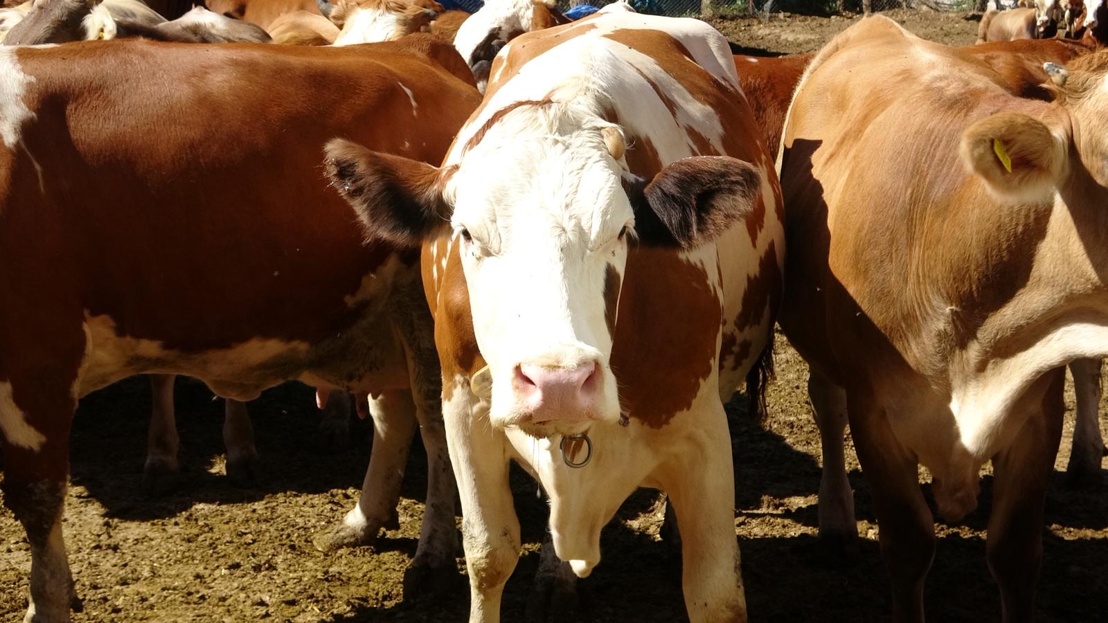 Damızlıkta Verim Hamlesi: Erzincan’da Köy Köy Suni Tohumlama