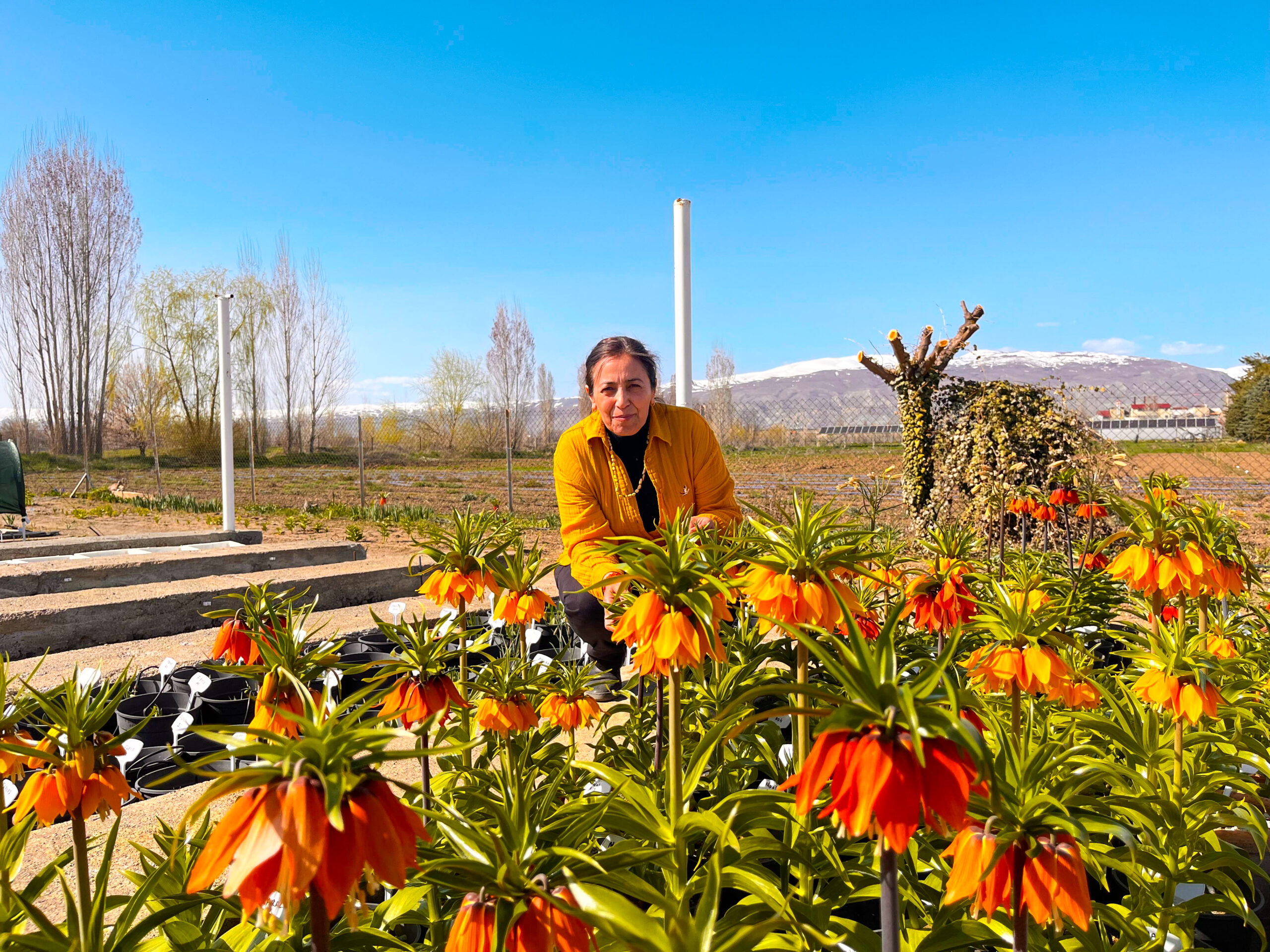 Doğanın Mirası Erzincan’da Koruma Altında: Ters Lale Çalışmaları Sürüyor