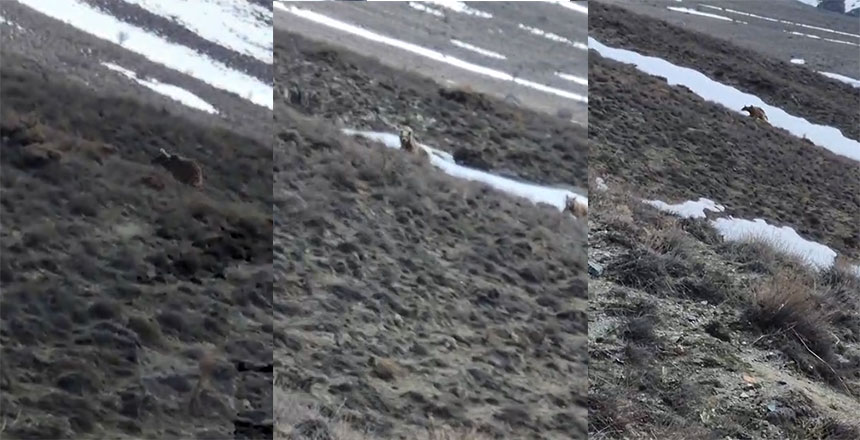 Erzincan’da Ayılar Uyandı: Kızlar Kalesi’nde Dikkat Çeken Görüntü