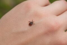 Erzincan’da Bahar Aylarıyla Birlikte Kene Riskine Karşı Uyarılar Artıyor