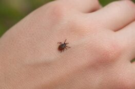 Erzincan’da Bahar Aylarıyla Birlikte Kene Riskine Karşı Uyarılar Artıyor