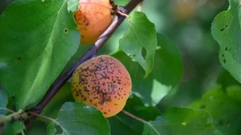 Erzincan’da Kayısı Üreticilerine Kritik Uyarı: Hastalık Riski Yükseldi