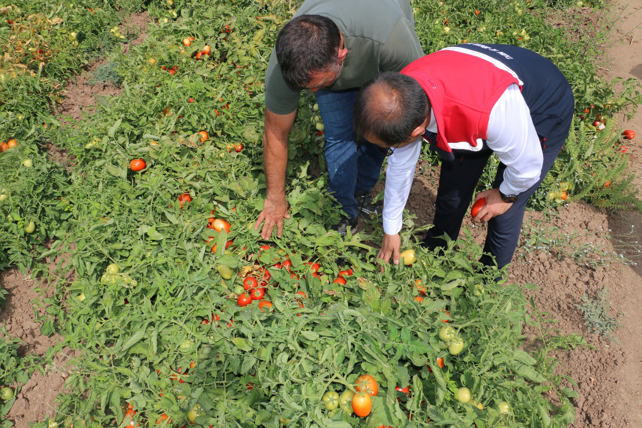 Erzincan’da Üreticiye Yarı Hibe Fide Desteği: Başvurular Sürüyor