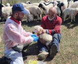 İlçe Tarım Ekipleri Sahada: Hedef Kayıtlı ve Güçlü Sürüler