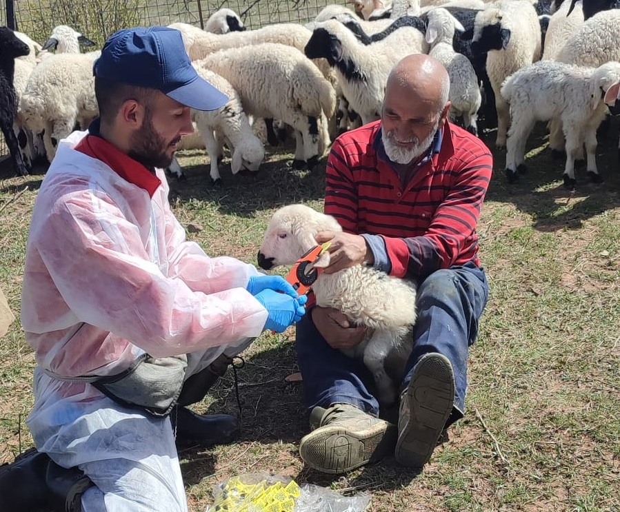 İlçe Tarım Ekipleri Sahada: Hedef Kayıtlı ve Güçlü Sürüler