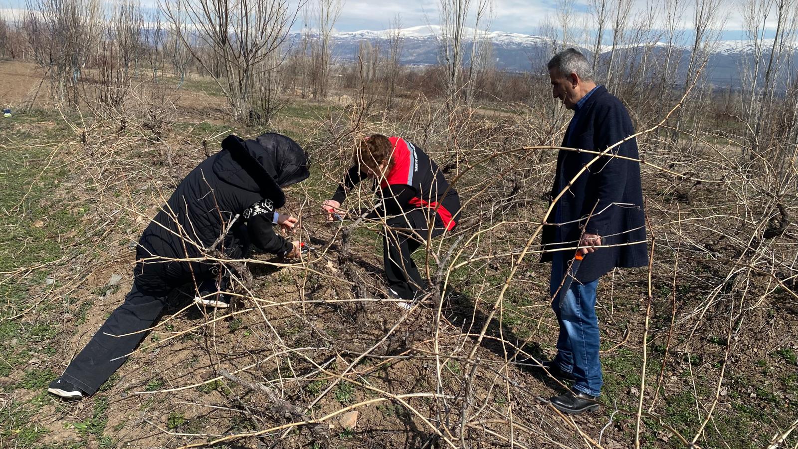 Kaliteli Ürün İçin Doğru Budama Şart