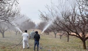 Kayısı Üreticilerine Kritik Uyarı: Monilya Hastalığına Dikkat!