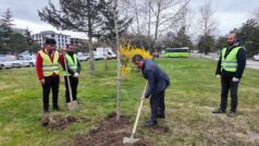 Masumiyet Çınarları Toprakla Buluştu: Minik Başkanın Talebi Gerçeğe Dönüştü