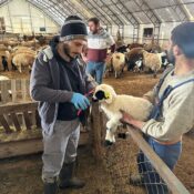 Refahiye’de Sahada Yoğun Mesai: Hayvancılığa Güç Katan Çalışma