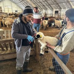 Refahiye’de Sahada Yoğun Mesai: Hayvancılığa Güç Katan Çalışma
