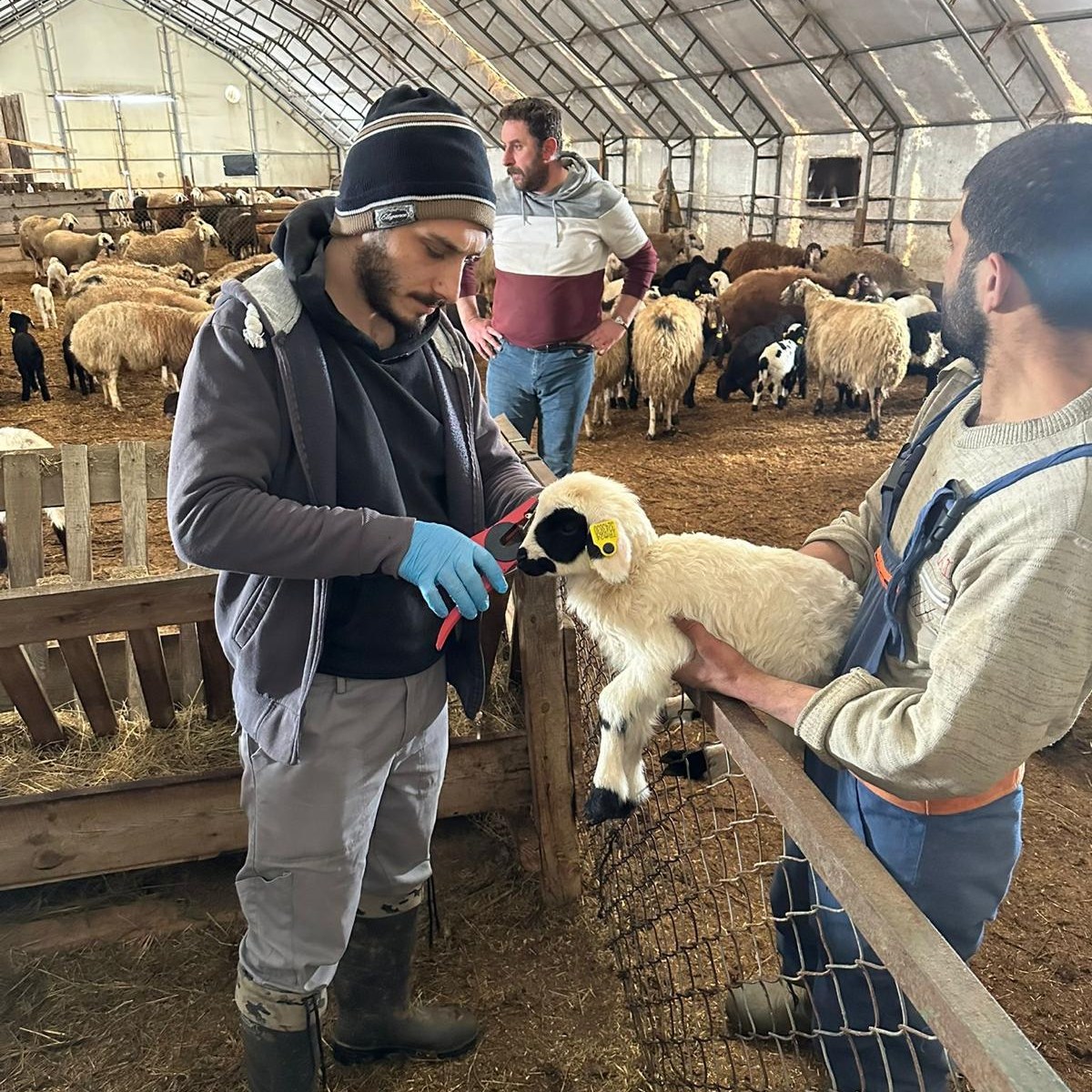 Refahiye’de Sahada Yoğun Mesai: Hayvancılığa Güç Katan Çalışma
