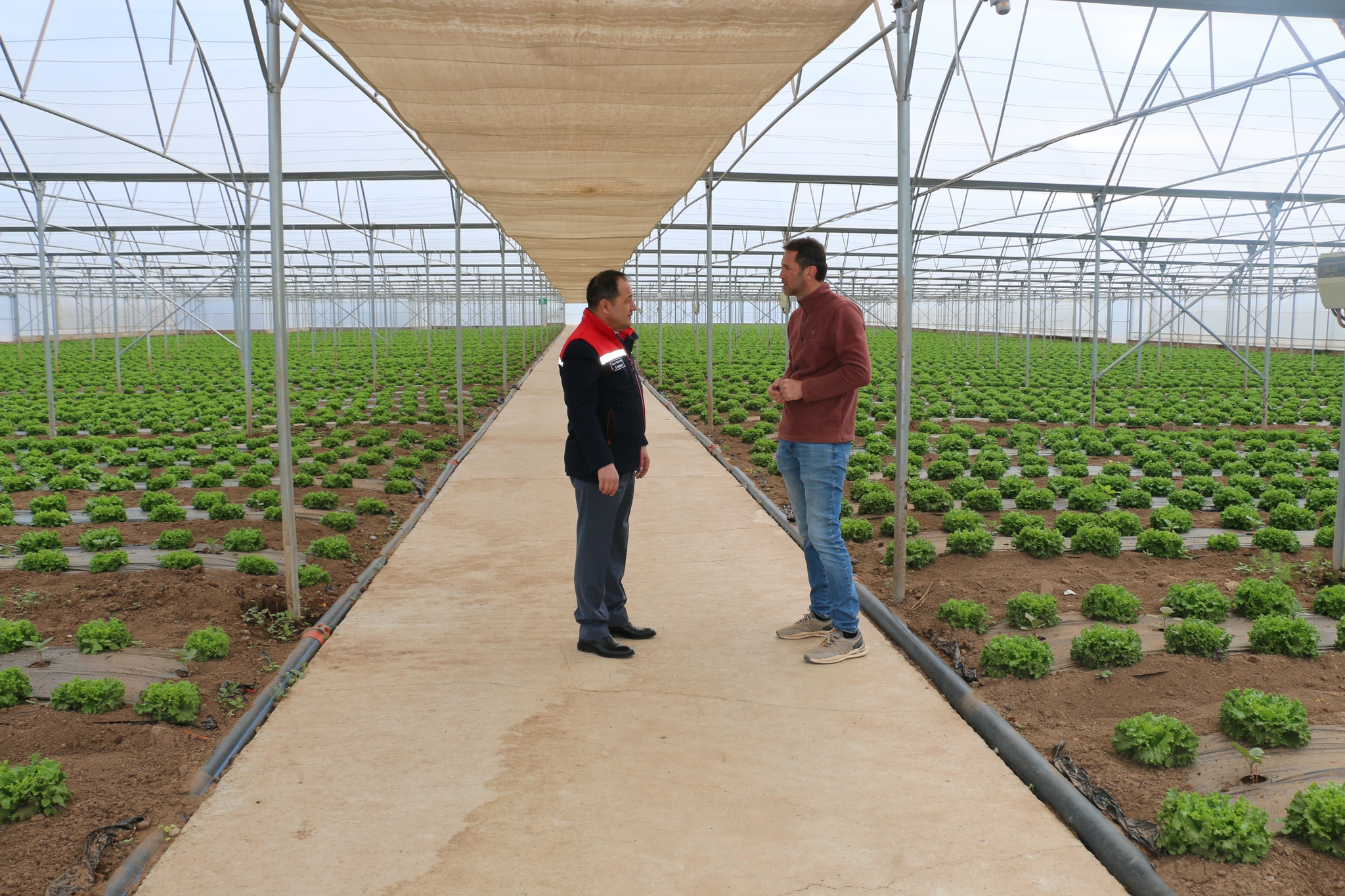 Seracılıkta Çifte Üretim Modeli: Aynı Serada İki Ürün, İki Kat Bereket