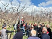 Üretici Sahada Öğrendi: Budama Eğitimi Verim Getirecek
