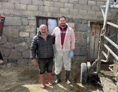 Üzümlü’de Hayvancılığa Yerinde Destek: Tırnak Bakımı Hizmeti Sahaya İndi