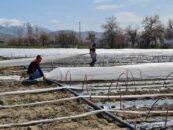 Üzümlü’de erkenci üretim hamlesi: 100 bin fide toprakla buluştu