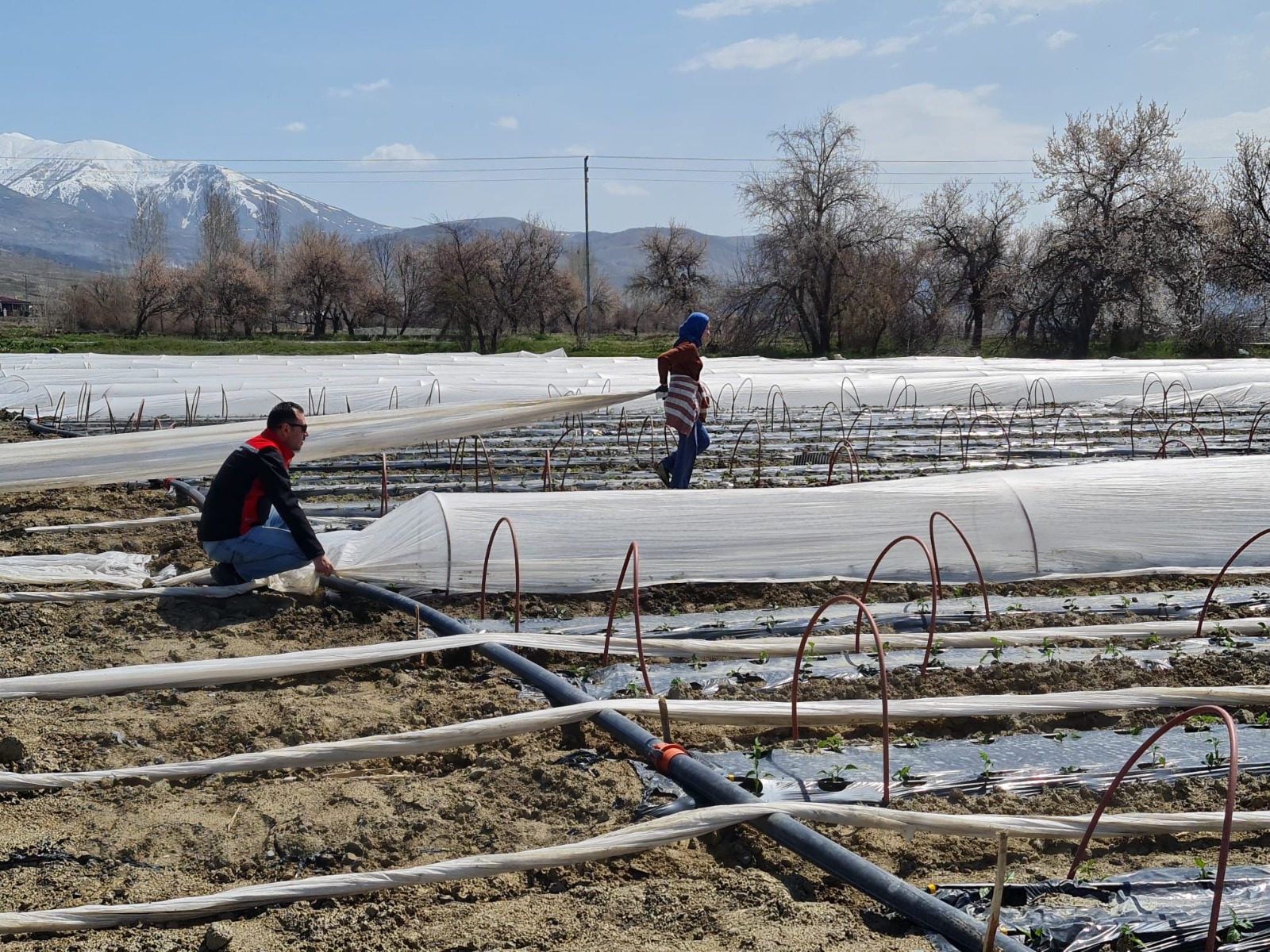 Üzümlü’de erkenci üretim hamlesi: 100 bin fide toprakla buluştu