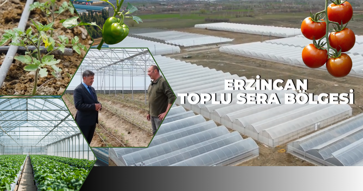 Üreticiye Tam Destek: Başkan Aksun Sera Bölgesinde Çiftçilerle Buluştu