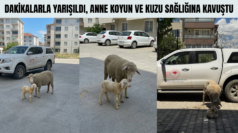 Dakikalarla Yarışıldı, Anne Koyun ve Kuzu Sağlığına Kavuştu
